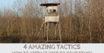 How to Attract Deer to Your Stand (4 Amazing Tactics)