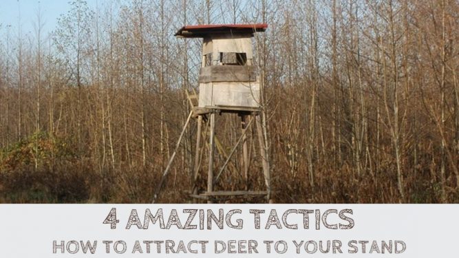 How To Lure Deer To Your Property