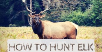 How to Hunt Elk in the Wild (Step-By-Step Guide)