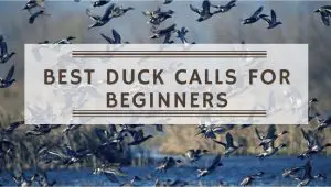 Best Duck Calls For Beginners