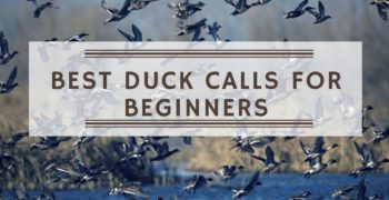 Best Duck Calls for Beginners