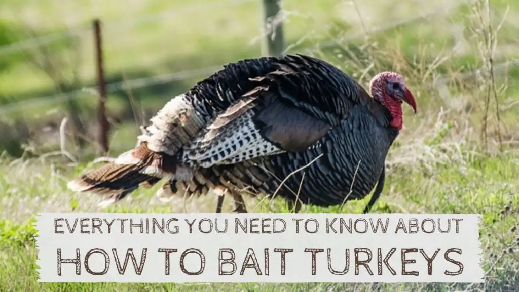 How to Bait Turkeys