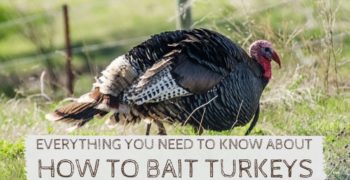 How to Bait Turkeys Like A Pro (Using Tools, Decoys and Calls)