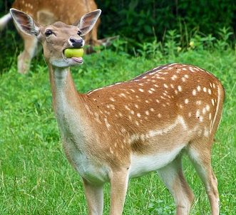 How to Attract Deer to Your Stand