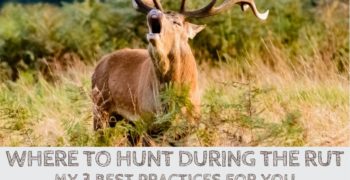 Where to Hunt During the Rut? 3 Pro Tips for You