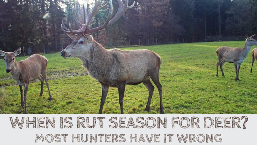 When is Rut Season for Deer