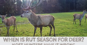 When is Rut Season for Deer? Most Hunters Have It Wrong