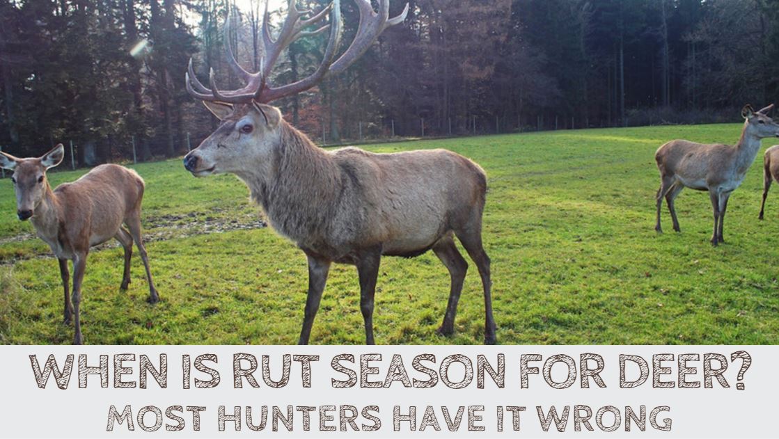 When is Rut Season for Deer? Most Hunters Have It Wrong