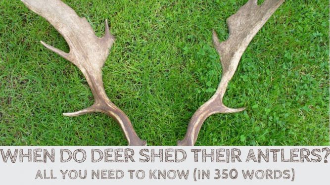When Do Deer Shed Their Antlers