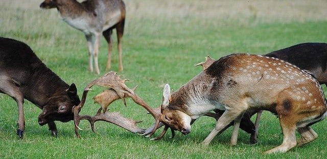 Bucks Battling for Dominance