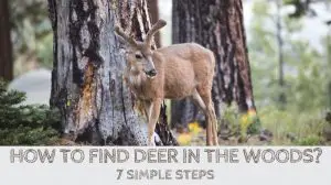 How to Find Deer in the Woods