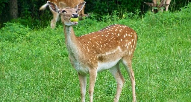 Deer Food Habits