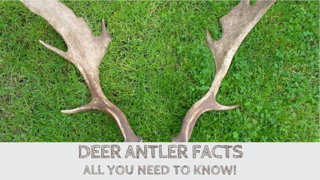 Deer Antler Facts