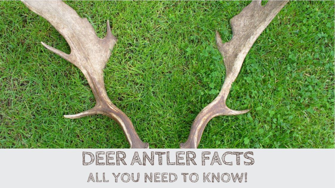  Deer Antler Facts OutdoorStack