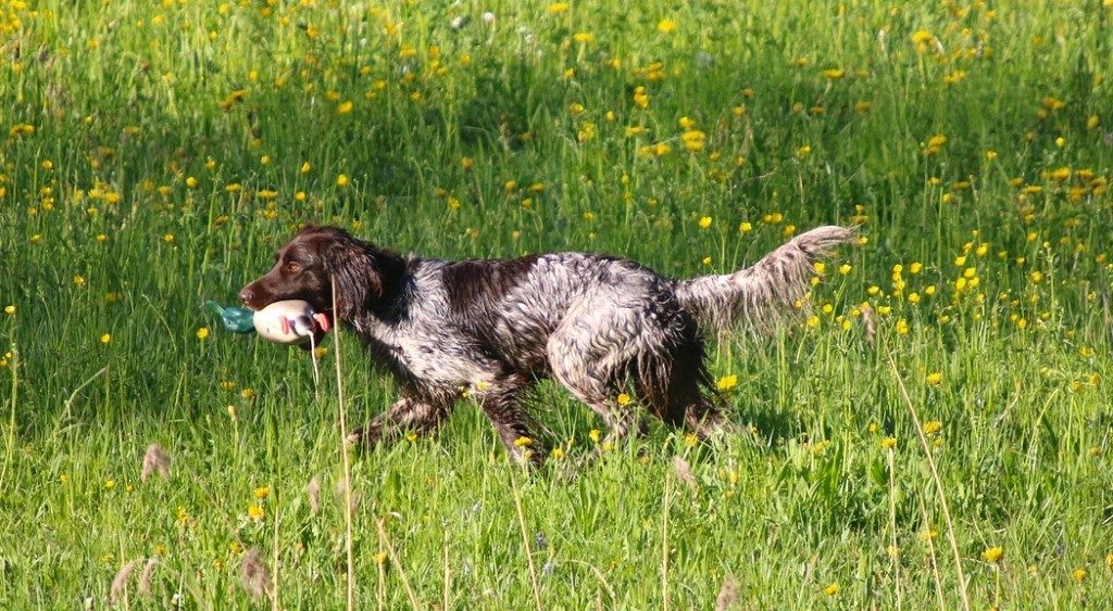 Dog Training with Plastic Duck