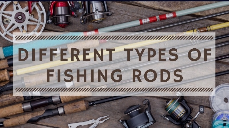 You are currently viewing Different Types of Fishing Rods Explained