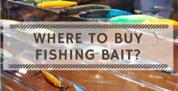 Where to Buy Fishing Bait? Guide to Buy Bait for Fishing