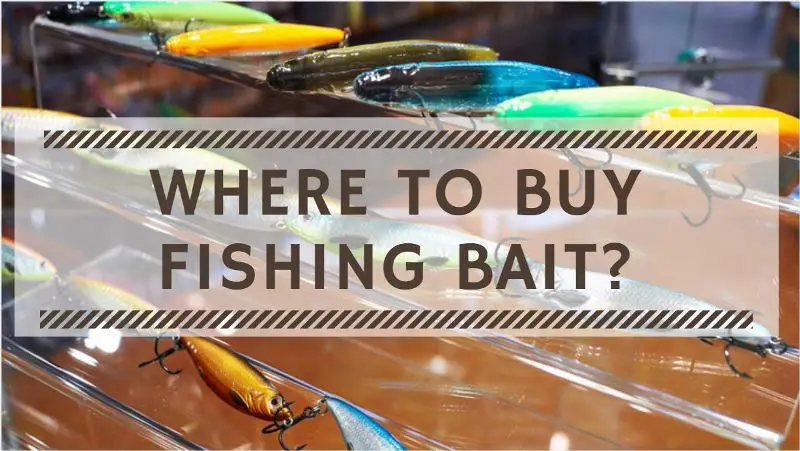 Where to Buy Fishing Bait. Where Can I Buy Bait For Fishing. Where Can I Buy Fishing Bait. Where to Buy Bait For Fishing.