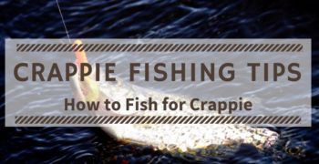 Crappie Fishing Tips for Beginners